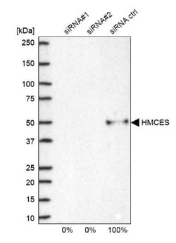 HMCES Antibody, Novus Biologicals 0.1mL; Unlabeled:Antibodies, Polyclonal